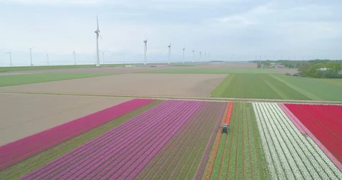 Drone shot of tractor cutting red tulips in colourful tulip farm in Holland the 스톡 동영상 108047213