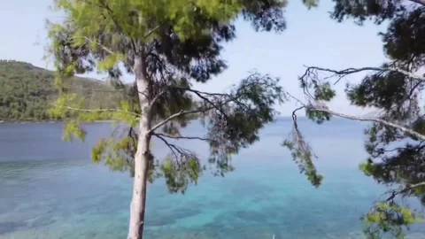Drone shot of tree and sea Vídeos de archivo 274002452