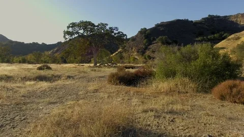 Drone shot Tree in the desert Rec709 Stock Footage 84533384