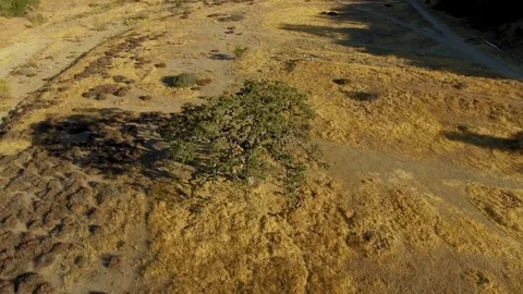 Drone shot Tree in the desert Rec709 Stock Footage 84535302