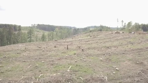 Drone Shot Tree Logs Stock Footage 111228275