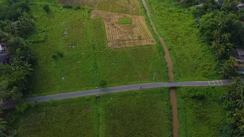 A drone shot of a tree in the middle of a green jungle in Sri Lanka. 動画素材 305523480