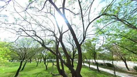 Drone shot of a tree in the park Stock Footage 172437721