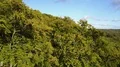 Drone shot tree tops descent sunny mountain forest with pathway in autumn 4k 4k or 4k+ Resolution