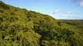 Drone shot tree tops sunny mountain forest in autumn 4k 4k or 4k+ Resolution