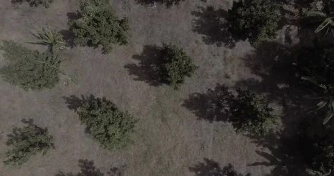Drone shot of trees in the Caribbean 스톡 동영상 138873836