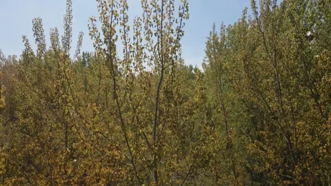 Drone shot of trees Stock Footage 253091774