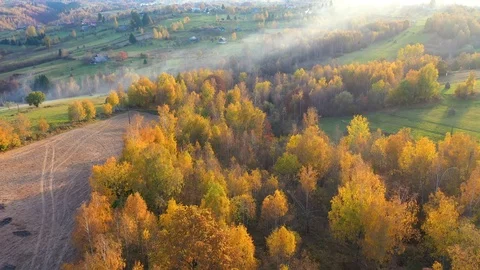 Drone shot of trees on landscape during autumn Stock Footage 120157099