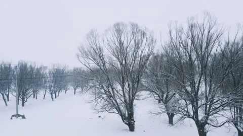 Drone shot of Trees in the wind and snow Stock Footage 233554334
