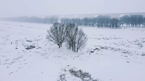 Drone shot of  trees in the wind and snow Stock Footage 233554431