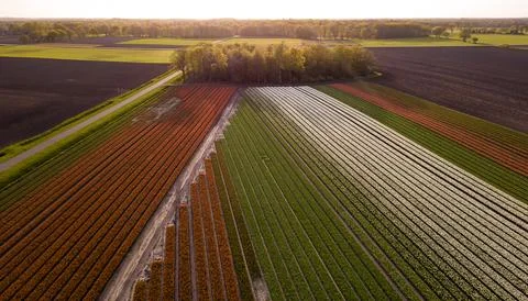 Drone shot of tulip fields, different colors of tulips Stock Photos