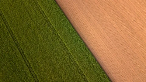 Drone shot of two adjacent fields in Germany, one green with growing wheat or Stock Footage 336005246