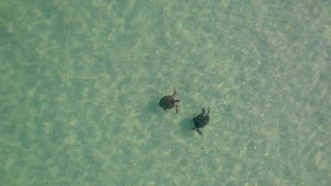 Drone Shot of Two Turtles Displaying Courtship at Ningaloo Reef Stock Footage 324899527