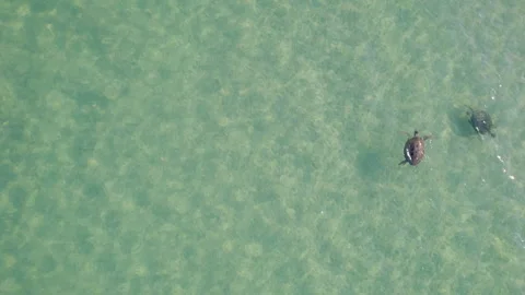 Drone Shot of Two Turtles Swimming in Clear Water at Ningaloo Reef Stock Footage 324900253