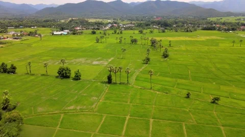 Drone shot, the vast green fields in farming season. Stock Footage 138750239