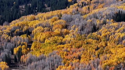 Drone Shot of Vibrant Fall Colors and Aspen Forest in Landscape of Colorado USA Stock Footage 339094512