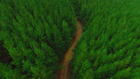 Drone Shot of Vibrant Pine Forest Stock Footage 136176125