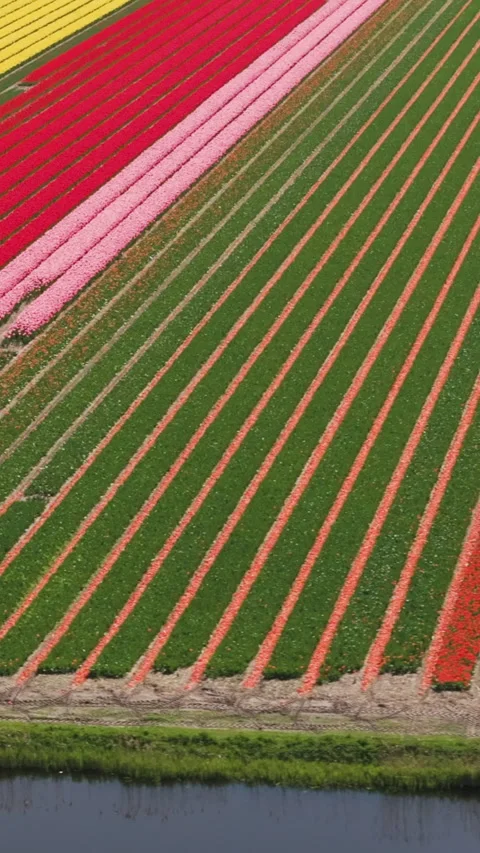 Drone shot of vibrant rows of blooming tulips on a sunny spring day Stockbeeldmateriaal 334250805