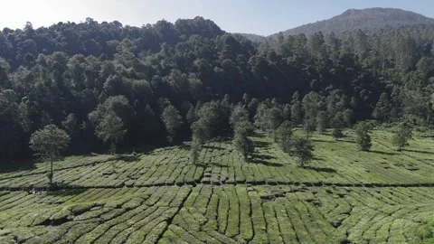 Drone Shot Of view of the tea garden Video stock 280350233