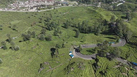 Drone Shot Of view of the tea garden Video stock 280350238