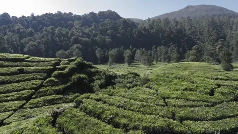 Drone Shot Of view of the tea garden Video stock 280350242