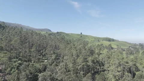 Drone Shot Of view of the tea garden Video stock 280351448