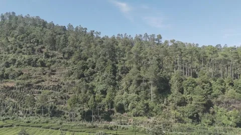 Drone Shot Of view of the tea garden Video stock 280351461
