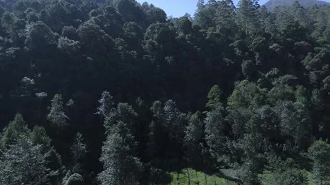 Drone Shot Of view of the tea garden Video stock 280685454