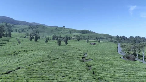 Drone Shot Of view of the tea garden Video stock 280685465