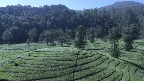 Drone Shot Of view of the tea garden Video stock 280685474