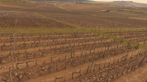 Drone shot of vineyard fields at early spring Vídeos de archivo 107728779