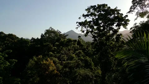 Drone shot watching the Trees sway in the Breeze 스톡 동영상 254038344