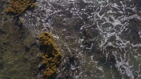 Drone Shot of Waves and Vegetation in Mexico Stock Footage 230925117