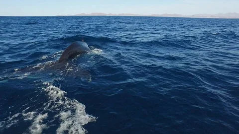 Drone shot of whale lobtailing in dark blue ocean with sky in background, Alaska Vidéo 123719846