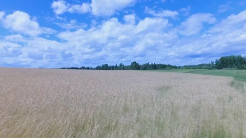 Drone shot of wheat field 스톡 동영상 125775934