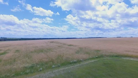 Drone shot of wheat field 스톡 동영상 125775990