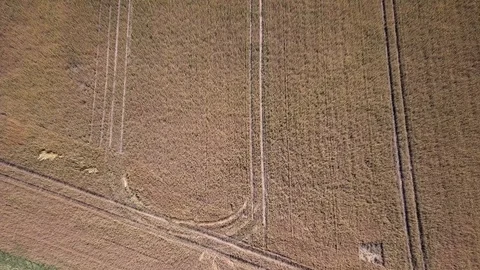 Drone shot of wheatfield Stock Footage