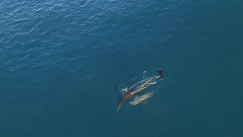 Drone shot of wild dolphin and calf in crystal clear water Stock Footage 216445293