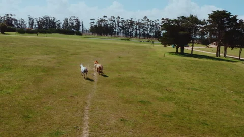 Drone shot of Wild Horses Running Free Near Atlantic Ocean Stock Footage 337496969