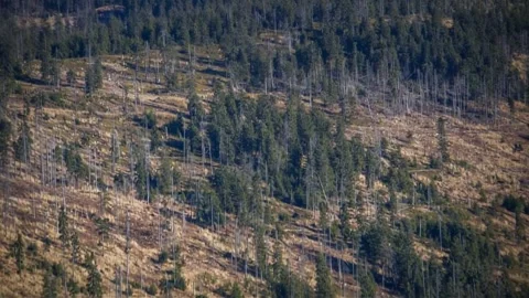 Drone Shot of Wildfire Damage on Forested Hillside Vídeo Stock 337719221