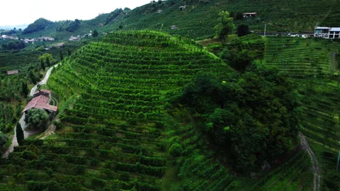 Drone shot of a wineyard in the mountains Video stock 294176826