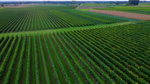 Drone shot of a wineyard in plains Stock Footage 294176860