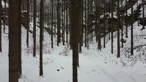 Drone shot of winter forest environment. Video stock 148051396