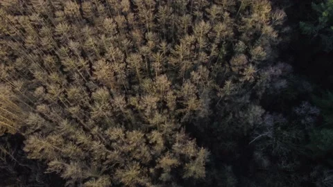 Drone shot winter trees top down from no leaves to pine trees Stock Footage 147204061