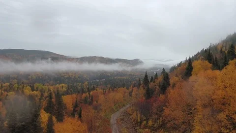 Drone shots along a path in the bright forest on a mountainside covered in fog Video stock 120652913