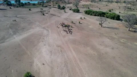 Drone Shots Cow Video stock 159238870
