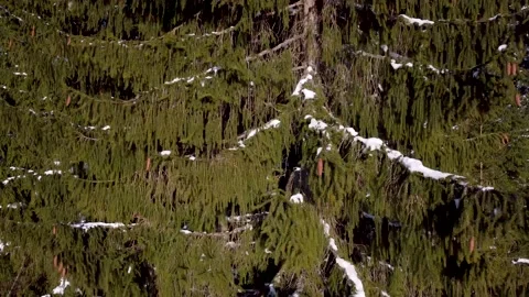 Drone shots of a forest with spruce trees. Aerial drone view of forest Stock Footage 151931498