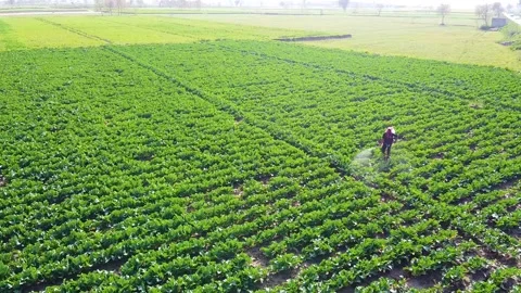 Drone shots of green fields in rural area of Pakistan (5) Stock Footage 199275901