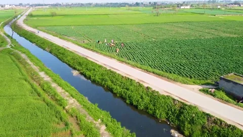 Drone shots of green fields in rural area of Pakistan (7) Stock Footage 199275953