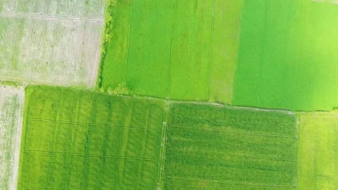 Drone shots of green fields in rural area of Pakistan (4) Stock Footage 199275955